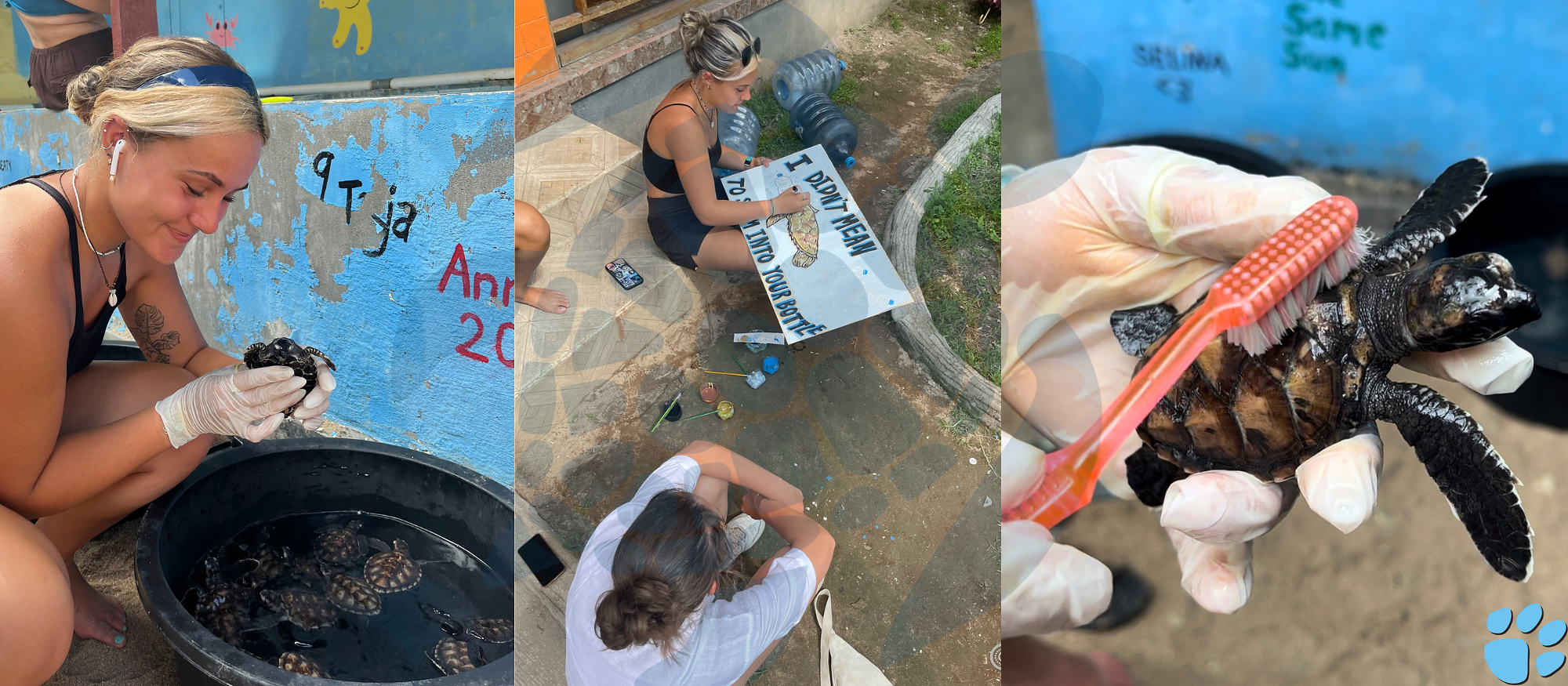Mount Holyoke equestrian rider Maddie Hurley volunteered with a conservation project for sea turtles over the summer off the coast of Bali, Indonesia. (Photos provided)